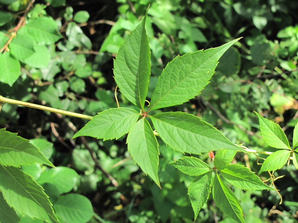 Parthenocissus inserta